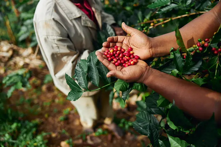 Freshly picked red coffee cherries held in cupped hands on a coffee farm