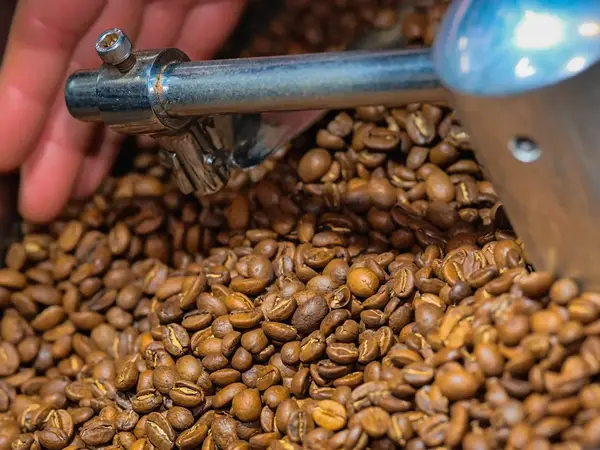 Freshly roasted coffee beans turning in the cooling tray of a roaster